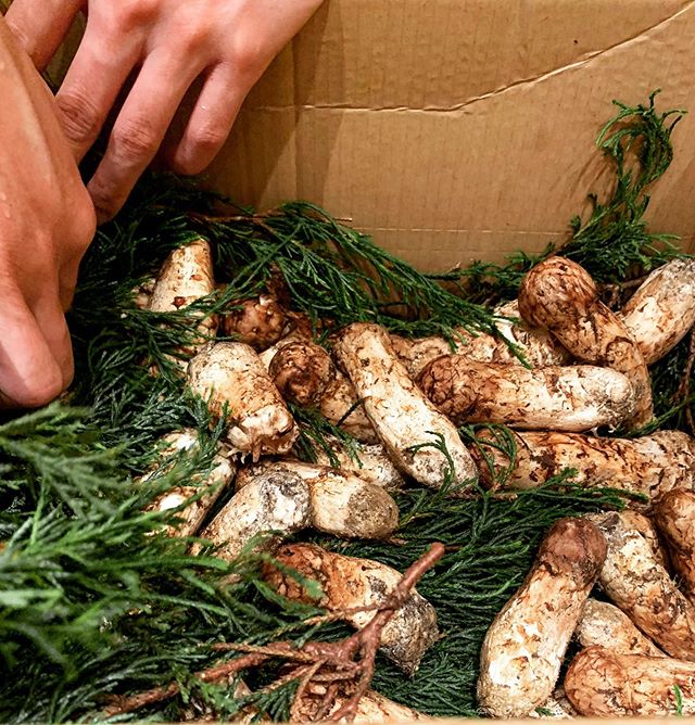 .北海道の松茸.夏が終わり食材も変化していく..8月14日リニューアルオープンもうすぐメニュー変更です..新しい @cheffhiro の料理を是非.Hokkaido matsutake mushrooms. Summer is over and you can meet new ingredients. Autumn cooking begins…#mélimélo#hironori100%#cheffhiro #michelinstar #michelinchef #michelinstarchef #asia50best